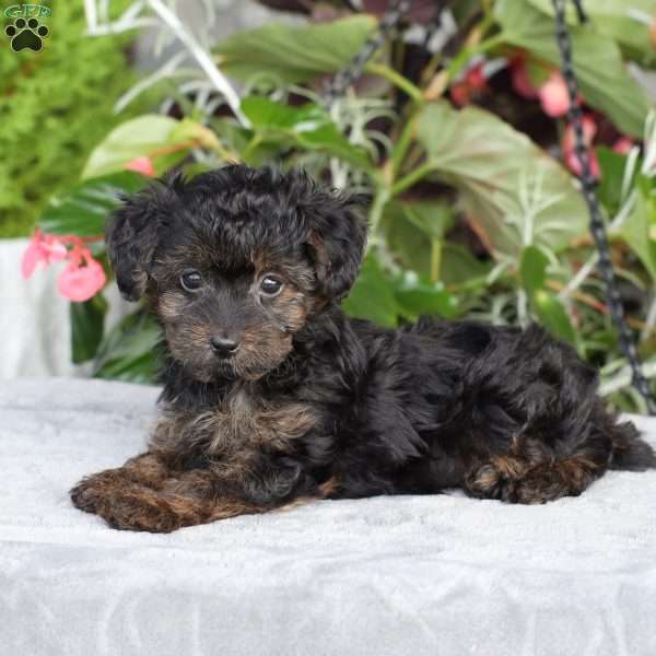 Ruby, Yorkie Poo Puppy